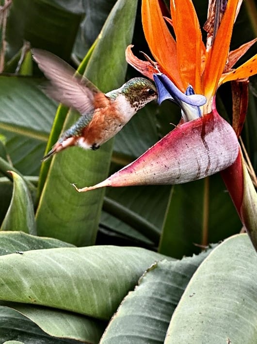 bird and flowers picture