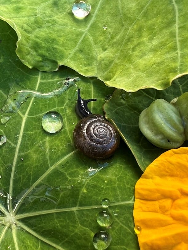 snail picture