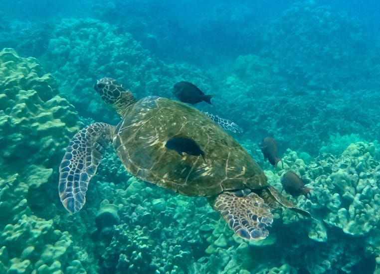 turtle in the ocean