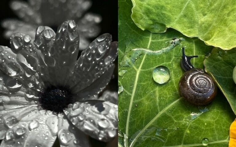 A snail resting on a vibrant flower, showcasing the beauty of nature in two captivating images.