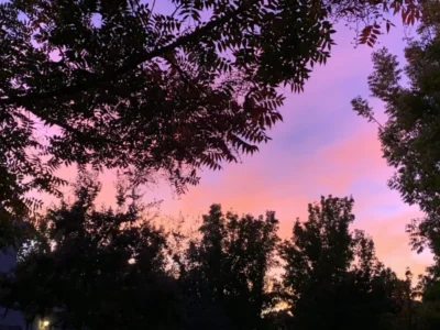 Image if a sunset with trees