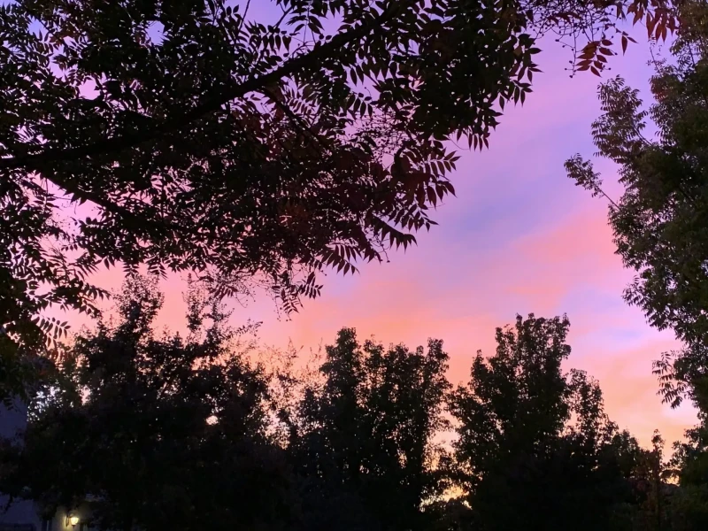 Image if a sunset with trees